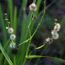 Sparganium erectum - Igelkolben