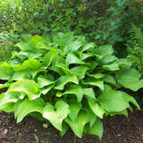 Hosta plantaginea grandiflora - Funkie, Herzlilie