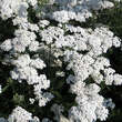 Achillea millefolium 'Schneetaler': Bild 2/2