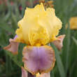 Iris germanica 'Tequila Sunrise': Bild 1/2