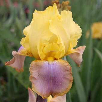 Iris germanica 'Tequila Sunrise'