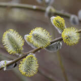 Salix caprea - Salweide, Kätzchenweide