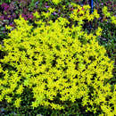 Sedum acre - Mauerpfeffer