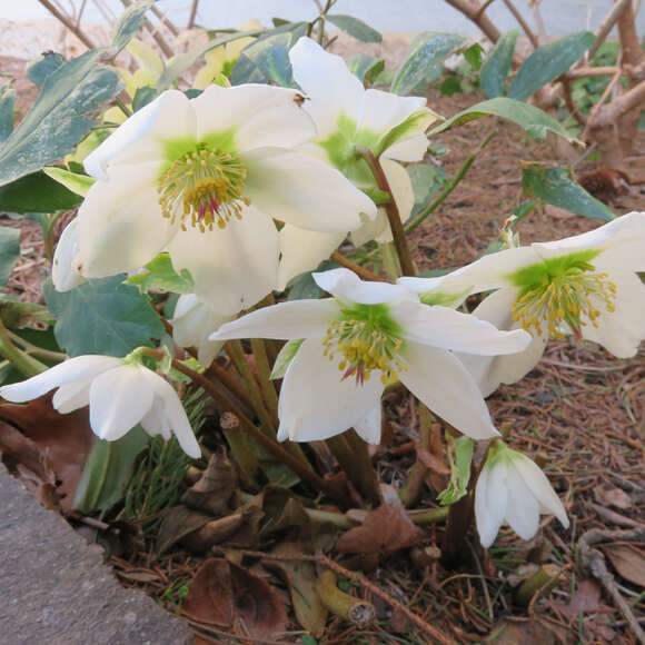 Helleborus niger: Bild 4/6 Helleborus niger: Bild 4/6