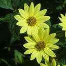Helianthus 'Lemon Queen' - Sonnenblume