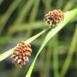 Carex solandri: Bild 2/2