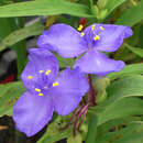 Tradescantia andersoniana 'Blue Stone' - Dreimasterblume