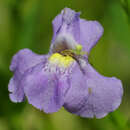 Mimulus ringens - Amerikanische Gauklerblume