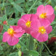 Helianthemum 'Ben Hope': Bild 1/1