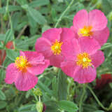 Helianthemum 'Ben Hope' - Sonnenröschen