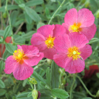 Helianthemum 'Ben Hope'