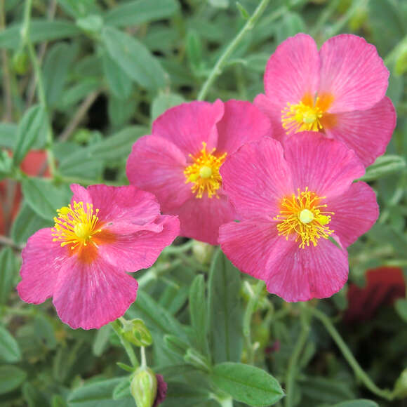 Helianthemum 'Ben Hope': Bild 1/1 Helianthemum 'Ben Hope': Bild 1/1