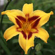 Hemerocallis 'Bonanza': Bild 1/3