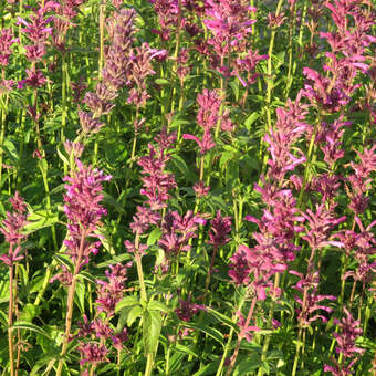 Agastache mexicana 'Sangria'