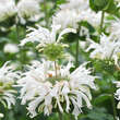 Monarda 'Bee Bright': Bild 1/3