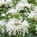 Monarda 'Bee Bright' - Indianernessel