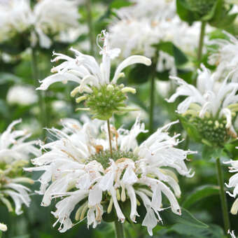 Monarda 'Bee Bright'