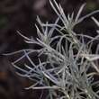 Helichrysum italicum: Bild 4/6