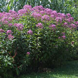 Eupatorium maculatum 'Atropurpureum' - Dost