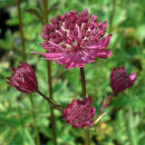 Astrantia major 'Ruby Wedding' - Sterndolde