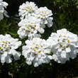 Iberis sempervirens 'Schneeflocke': Bild 2/7