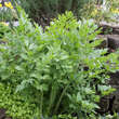 Levisticum officinale: Bild 4/5