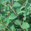 Symphoricarpos orbiculatus: Bild 1/1