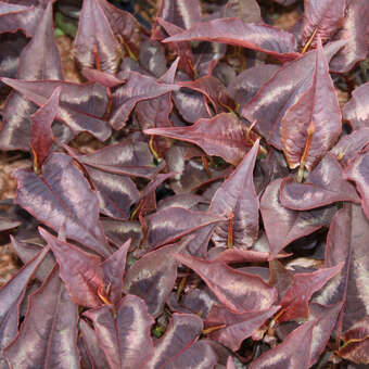 Persicaria microceph. 'Red Dragon'