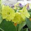 Primula auricula 'Gundi': Bild 2/2