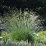 Deschampsia caespitosa 'Goldschleier' - Waldschmiele