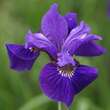 Iris sibirica 'Ruffled Velvet': Bild 1/3