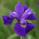 Iris sibirica 'Ruffled Velvet' - Sibirische Schwertlilie