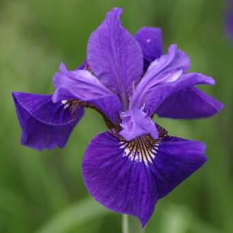 Iris sibirica 'Ruffled Velvet'