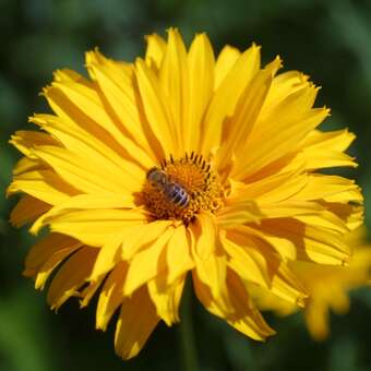 Heliopsis hel. 'Spitzentänzerin'