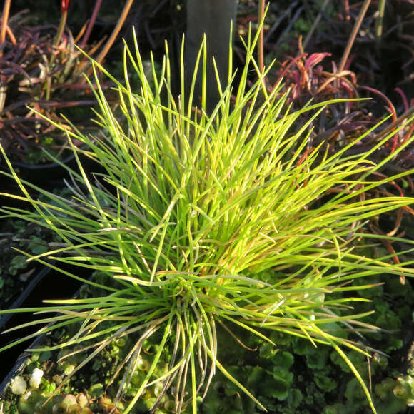 Festuca glauca 'Golden Toupee': Bild 2/3 Festuca glauca 'Golden Toupee': Bild 2/3