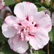 Hibiscus syr. 'Carneus Plenus': Bild 1/3