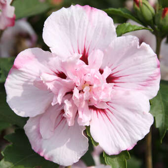 Hibiscus syr. 'Carneus Plenus'