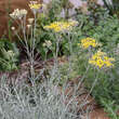 Helichrysum italicum: Bild 3/6