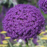 Allium 'Ambassador' - Riesen-Zierlauch