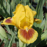 Iris pumila 'Little Orchid' - Zwerg-Schwertlilie