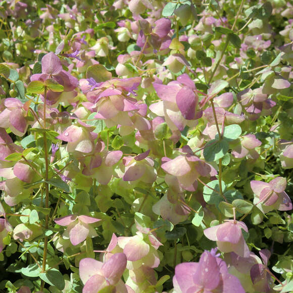 Origanum rotundif. 'Kent Beauty': Bild 1/3 Origanum rotundif. 'Kent Beauty': Bild 1/3