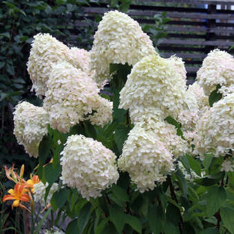 Hydrangea paniculata 'Phantom'