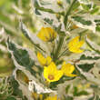 Lysimachia punctata 'Alexander': Bild 1/7