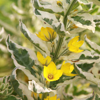 Lysimachia punctata 'Alexander'