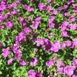 Geranium 'Russell Prichard': Bild 1/2