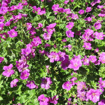 Geranium 'Russell Prichard'