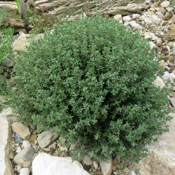Thymus vulgaris: Bild 3/4 Thymus vulgaris: Bild 3/4