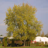 Acer negundo - Eschenahorn