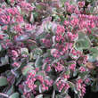 Sedum album 'Bertram Anderson': Bild 1/3