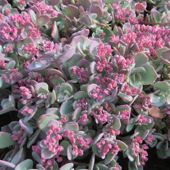 Sedum album 'Bertram Anderson'
